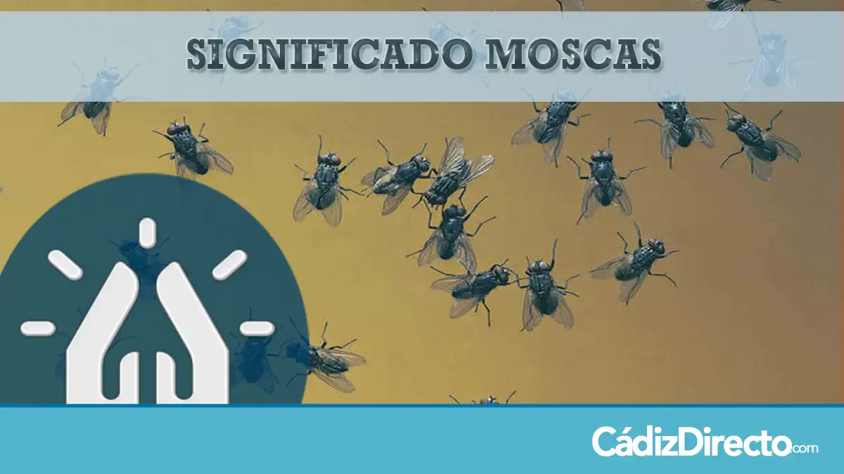 Moscas