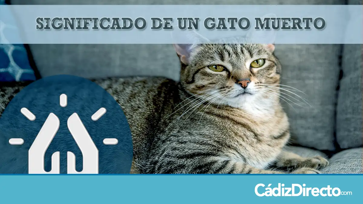 Gato muerto