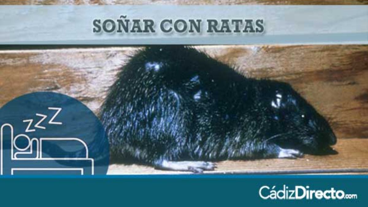 Ratas Negras