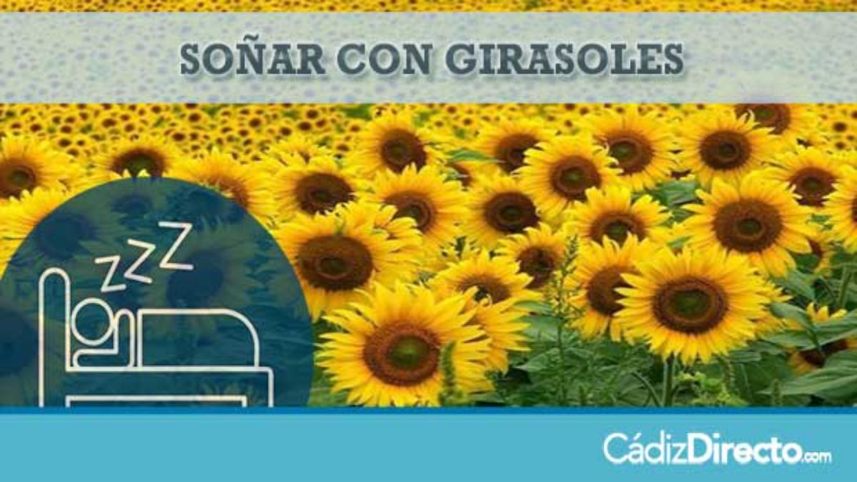 Girasoles en el campo