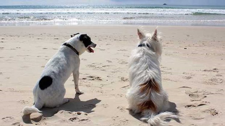 Perros en una playa de la provincia.