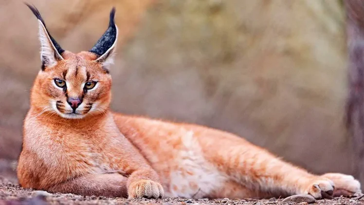 Gato Caracal