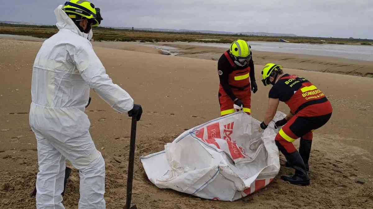 Bomberos preparan el cuerpo del animal para su traslado tras su rescate.