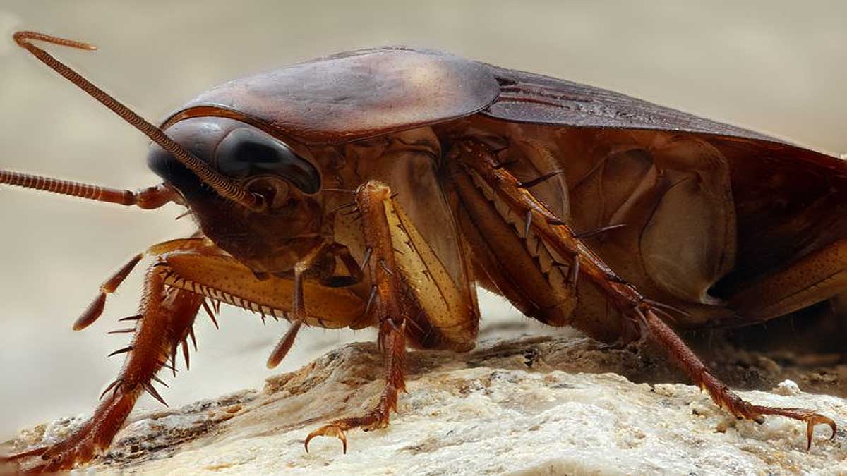 Imagen de una cucaracha.