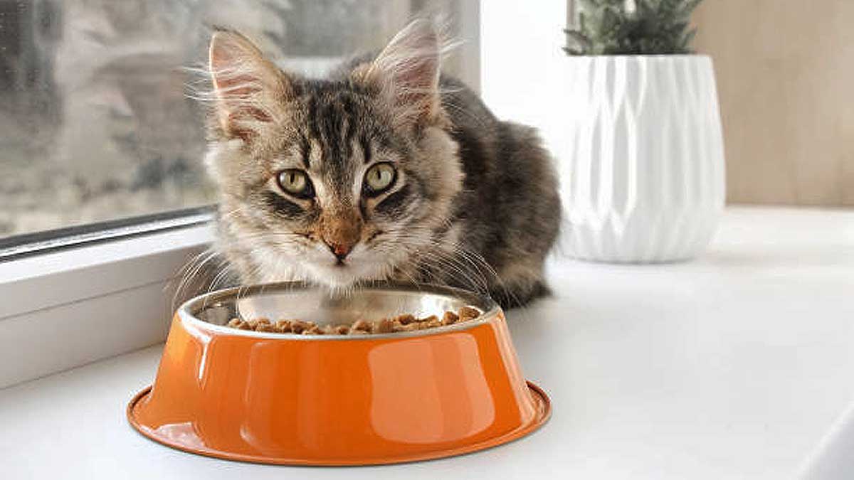 Gato comiendo.