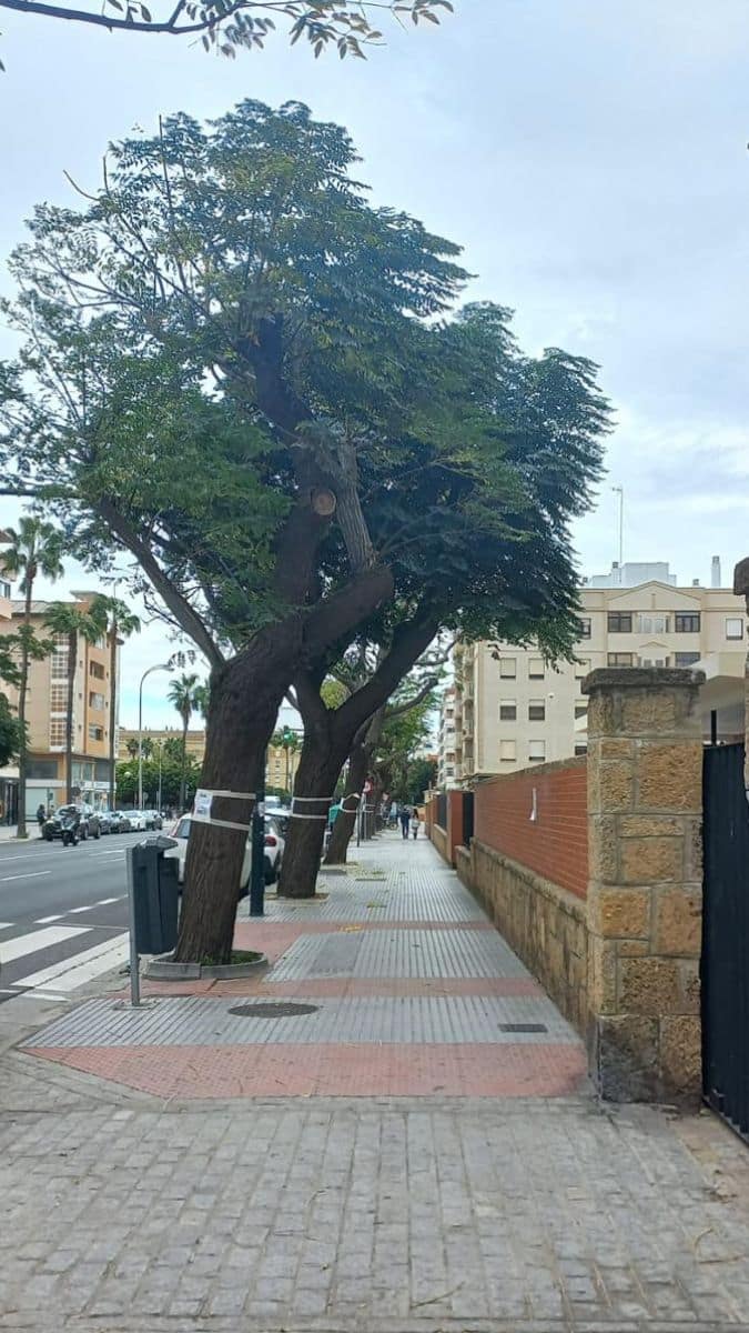 Agaden denuncia nuevas podas “abusivas y mal ejecutadas” en Cádiz